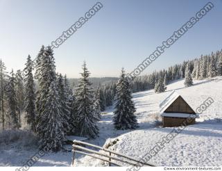 background forest winter 0017